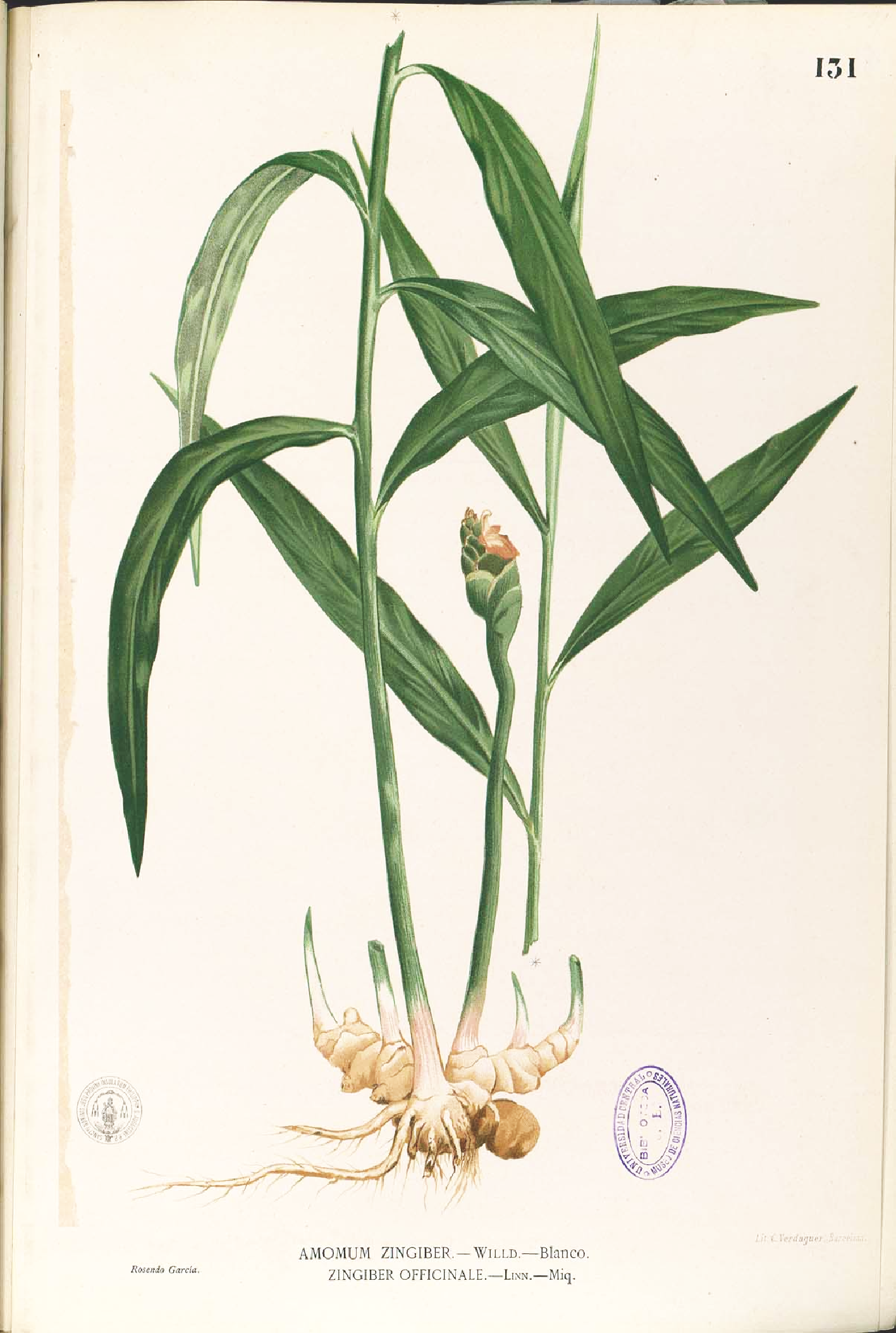 Zingiber officinale